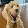 image:imageBest Pet Supplies  All Weather MeshPlush Reflective No Pull Harness for Small Medium Dogs Cats  Secure with Hook amp Loop Fastener Buckle Double DRings  PinkBlack Trim MHarness BlackOrange Trim