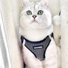image:imageBest Pet Supplies  All Weather MeshPlush Reflective No Pull Harness for Small Medium Dogs Cats  Secure with Hook amp Loop Fastener Buckle Double DRings  PinkBlack Trim MHarness Gray 2Tone