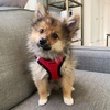 image:imageBest Pet Supplies  All Weather MeshPlush Reflective No Pull Harness for Small Medium Dogs Cats  Secure with Hook amp Loop Fastener Buckle Double DRings  PinkBlack Trim MHarness RedBlack Trim
