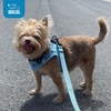 image:imageBest Pet Supplies  All Weather MeshPlush Reflective No Pull Harness for Small Medium Dogs Cats  Secure with Hook amp Loop Fastener Buckle Double DRings  PinkBlack Trim MHarness BlackRed Trim