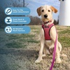 image:imageBest Pet Supplies  All Weather MeshPlush Reflective No Pull Harness for Small Medium Dogs Cats  Secure with Hook amp Loop Fastener Buckle Double DRings  PinkBlack Trim MHarness Fuchsia 2Tone