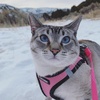 image:imageBest Pet Supplies  All Weather MeshPlush Reflective No Pull Harness for Small Medium Dogs Cats  Secure with Hook amp Loop Fastener Buckle Double DRings  PinkBlack Trim MHarness PinkBlack Trim