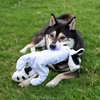 image:imageBest Pet Supplies Squeaky Dog Toys with Soft Durable Fabric for Small Medium and Large Pets Interactive Toy for Indoor Play Supports Active Biting and Play  4 Figures MediumMulticolorSheep  Cow