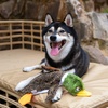 image:imageBest Pet Supplies Squeaky Dog Toys with Soft Durable Fabric for Small Medium and Large Pets Interactive Toy for Indoor Play Supports Active Biting and Play  4 Figures MediumBrownWild Duck