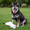 image:imageBest Pet Supplies Squeaky Dog Toys with Soft Durable Fabric for Small Medium and Large Pets Interactive Toy for Indoor Play Supports Active Biting and Play  4 Figures MediumMulticolorSheep  Cow
