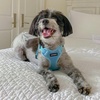 image:imageBest Pet Supplies Voyager Adjustable Stepin Flex Breathable Mesh Dog Harness for Small Medium Large Dogs Moss Green SHarness Baby Blue