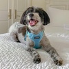 image:imageBest Pet Supplies Voyager Adjustable Stepin Flex Breathable Mesh Dog Harness for Small Medium Large Dogs Moss Green SHarness Leash Set Baby Blue