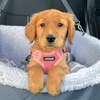 image:imageBest Pet Supplies Voyager Adjustable Stepin Flex Breathable Mesh Dog Harness for Small Medium Large Dogs Moss Green SHarness Leash Set Pink