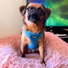 image:imageBest Pet Supplies Voyager Adjustable Stepin Flex Breathable Mesh Dog Harness for Small Medium Large Dogs Moss Green SHarness Turquoise