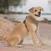 image:imageBest Pet Supplies Voyager Aerolite Over the Head Dog Harness No Pull Breathable Air Mesh Vest Quick Dry with Reflective Stitching Adjustable Escape Resistant Harness  Blue LargeBeige