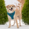 image:imageBest Pet Supplies Voyager Aerolite Over the Head Dog Harness No Pull Breathable Air Mesh Vest Quick Dry with Reflective Stitching Adjustable Escape Resistant Harness  Blue LargeTurquoise