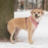 image:imageBest Pet Supplies Voyager Aerolite Over the Head Dog Harness No Pull Breathable Air Mesh Vest Quick Dry with Reflective Stitching Adjustable Escape Resistant Harness  Blue LargePink