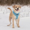 image:imageBest Pet Supplies Voyager Aerolite Over the Head Dog Harness No Pull Breathable Air Mesh Vest Quick Dry with Reflective Stitching Adjustable Escape Resistant Harness  Blue LargeBlue