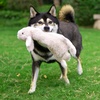 image:imageBest Pet Supplies Squeaky Dog Toys with Soft Durable Fabric for Small Medium and Large Pets Interactive Toy for Indoor Play Supports Active Biting and Play  Bunny Bunny Duck SmallWild Duck  Hare  Squirrel  Alligator