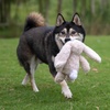 image:imageBest Pet Supplies Squeaky Dog Toys with Soft Durable Fabric for Small Medium and Large Pets Interactive Toy for Indoor Play Supports Active Biting and Play  Bunny Bunny Duck SmallBunny Beige