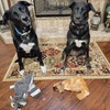 image:imageBest Pet Supplies Squeaky Dog Toys with Soft Durable Fabric for Small Medium and Large Pets Interactive Toy for Indoor Play Supports Active Biting and Play  Bunny Bunny Duck SmallGreyRaccoon