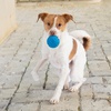 image:imageBest Pet Supplies Squeaky Dog Toys with Soft Durable Fabric for Small Medium and Large Pets Interactive Toy for Indoor Play Supports Active Biting and Play  Bunny Bunny Duck SmallBlue