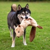 image:imageBest Pet Supplies Squeaky Dog Toys with Soft Durable Fabric for Small Medium and Large Pets Interactive Toy for Indoor Play Supports Active Biting and Play  Bunny Bunny Duck SmallBrown Dark BrownSquirrel