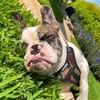 image:imageBest Pet Supplies Voyager Adjustable Stepin Flex Breathable Mesh Dog Harness for Small Medium Large Dogs Leash Set Moss Green MHarness Leash Set Army Base