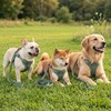 image:imageBest Pet Supplies Voyager Adjustable Stepin Flex Breathable Mesh Dog Harness for Small Medium Large Dogs Leash Set Moss Green MHarness Leash Set Moss Green