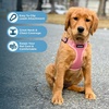 image:imageBest Pet Supplies Voyager Adjustable Stepin Flex Breathable Mesh Dog Harness for Small Medium Large Dogs Leash Set Moss Green MHarness Leash Set Pink