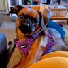 image:imageBest Pet Supplies Voyager Adjustable Stepin Flex Breathable Mesh Dog Harness for Small Medium Large Dogs Leash Set Moss Green MHarness Leash Set Purple