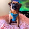 image:imageBest Pet Supplies Voyager Adjustable Stepin Flex Breathable Mesh Dog Harness for Small Medium Large Dogs Leash Set Moss Green MHarness Leash Set Turquoise