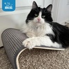 image:imageBest Pet Supplies Catify Cat Scratcher Fun Interactive Scratchers Posts Poles Claw Safe Furniture Saver Indoor Play Support Natural Cat Behaviors Heavy Duty  WhaleBeige Ramp